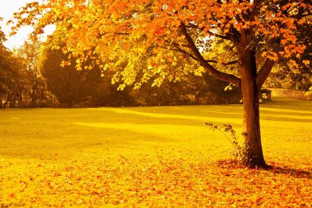 公园，性质，树木，叶子，秋季