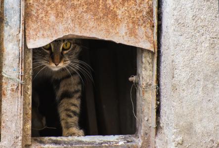 街道，猫，偷看，猫，猫