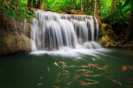 泰国，泰国，森林，河流，瀑布，鱼，鲤鱼