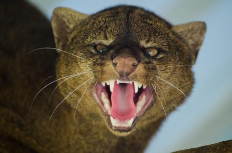 jaguarundi，野猫，咧嘴，愤怒，愤怒，嘴巴，f牙