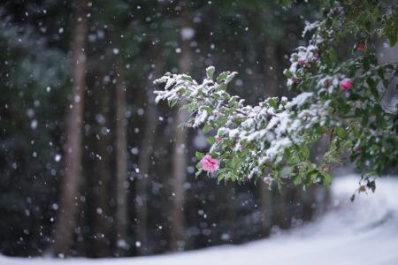 日本山茶，山茶，枝，叶子，花，雪，降雪，冬天，寒冷，开花