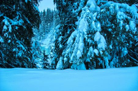 冬天，树木，冷杉，雪，景观