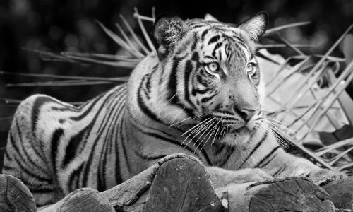 老虎，野猫，黑色和白色