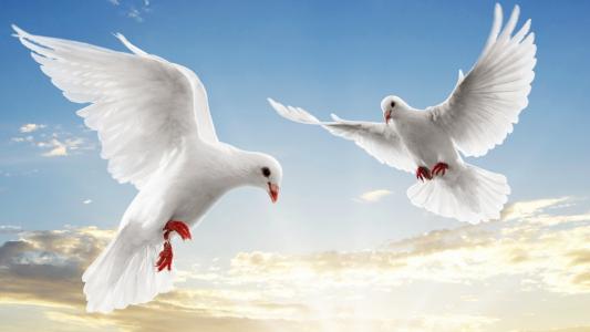 白色，鸽子，蓝色，天空，符号，和平，和，爱