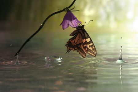 美丽，水，蝴蝶