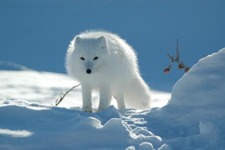 北极狐，极地狐，捕食者，雪