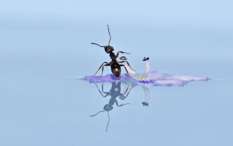 蚂蚁，花，水，反射，宏