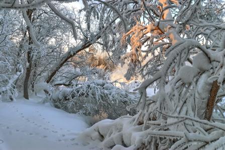 冬天，雪，树，树枝，痕迹