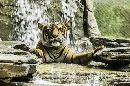老虎，野猫，捕食者，枪口，洗澡