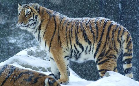 老虎，捕食者，冬天，雪