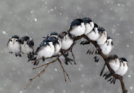 性质，分支，鸟，雪