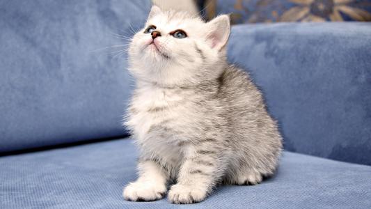 小猫，蓝色沙发