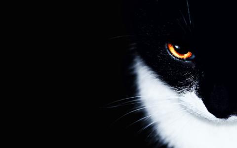 猫，黑色，眼睛