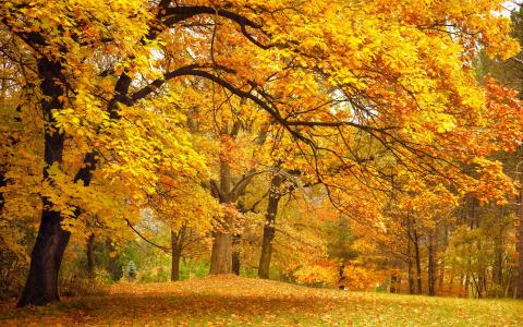 叶子，秋天，金，树，黄色，公园