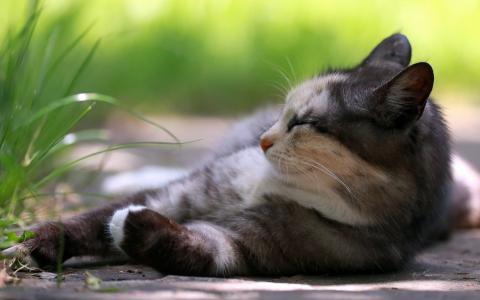 猫，休息，杂草，猫