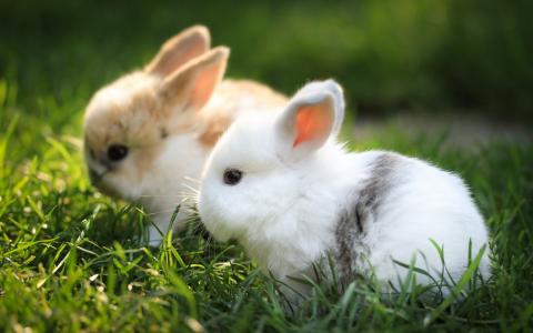 兔子，草
