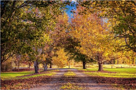 秋天，树木，路，景观