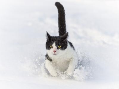 猫，雪堆，猫，冬天，雪，奔跑