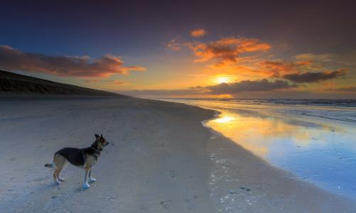 狗，动物，日落，天空，云，海滩，海，波浪，性质，景观