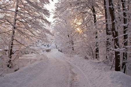 冬天，树木，桥，路，景观