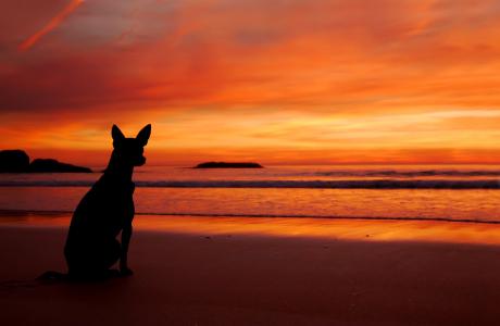 海滩，狗，侧影，日落，海