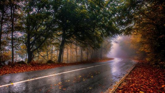 秋天，道路，森林，雾