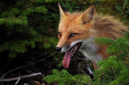 狐狸，红色，舌头