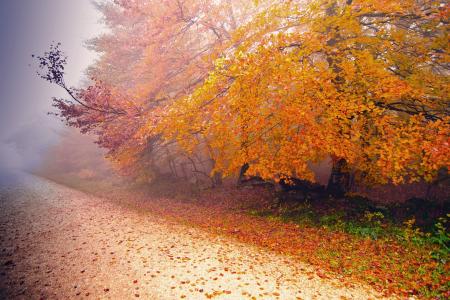 树木，路，雾，秋天的树叶