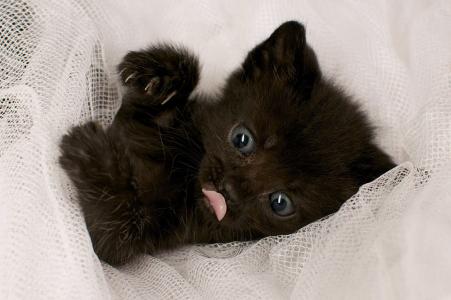 小猫，黑色，躺着，布