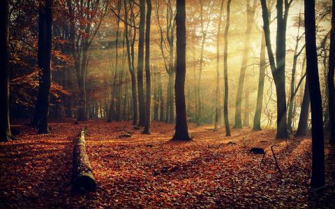 树木，森林，叶子，性质，秋季