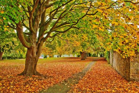 路径，树木，秋季，景观