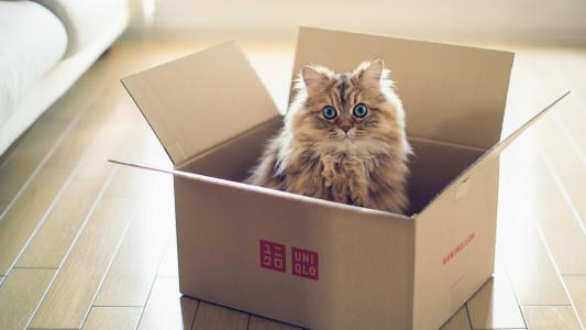 箱子里的猫孵化出来