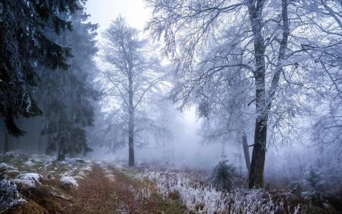 森林，冬天，白霜