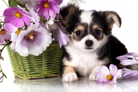 狗，小狗，奇瓦瓦，篮子，鲜花，kosmeja，锦葵