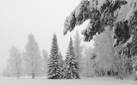 树木，森林，冬天