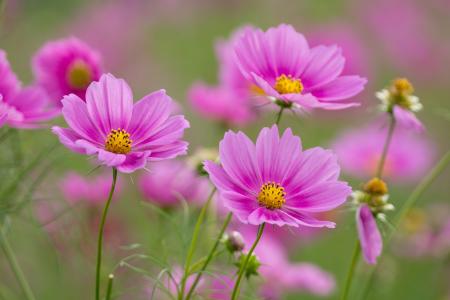 鲜花，粉红色，kosmeja