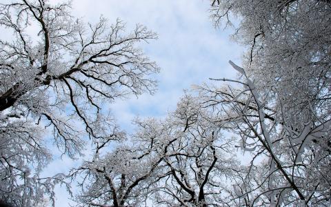 树，雪，树枝，天空