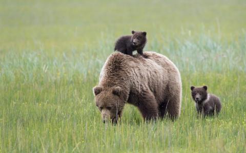 克拉克湖国家公园，阿拉斯加州，阿拉斯加州，熊，熊，熊，孕产，耳朵