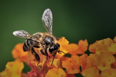 蜜蜂，鲜花，宏