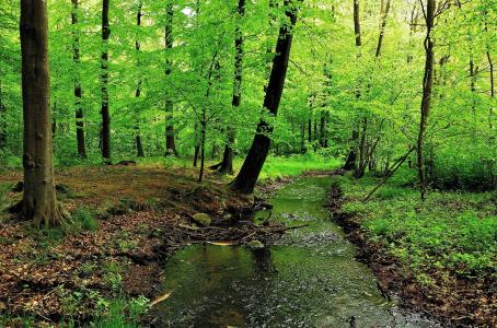 森林，树木，河流，自然