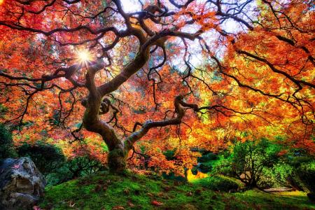 日本庭园，波特兰，树木，大自然