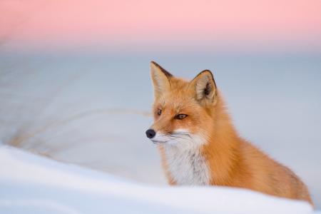 狐狸，红色，冬天