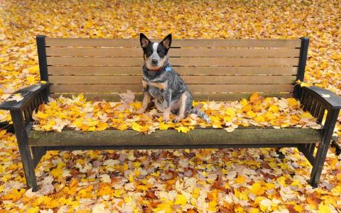 狗，长凳，秋天，叶子
