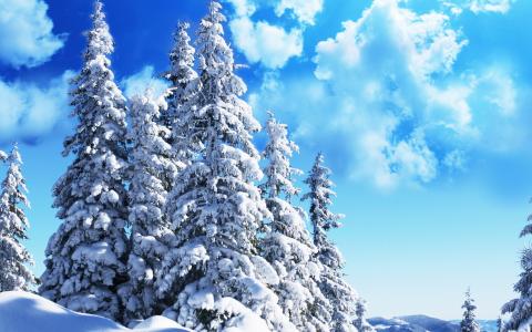 圣诞树，雪，天空