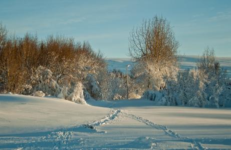 冬天，树木，痕迹，雪，景观