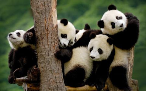 熊猫，树，幼崽拥挤
