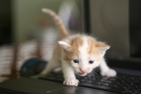 小猫，孩子，键盘