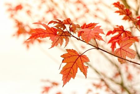 分支，叶子，枫叶，秋天，红色