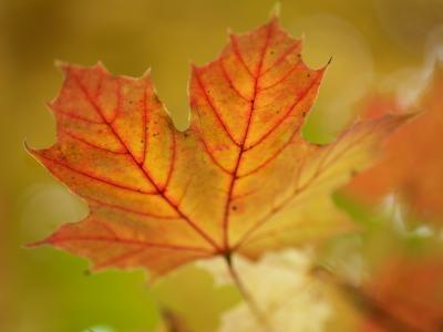 叶，颜色，秋天，宏，模糊，静脉