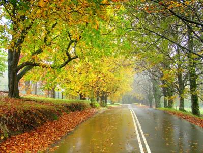 道路，秋季，树木，雾，风景